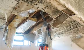 Best Environmental Consulting for Mold Prevention  in USA